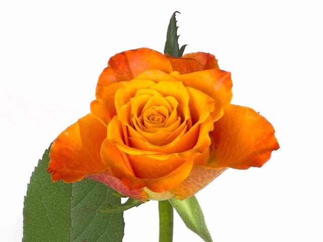 Rosa large flowered Mariyo!