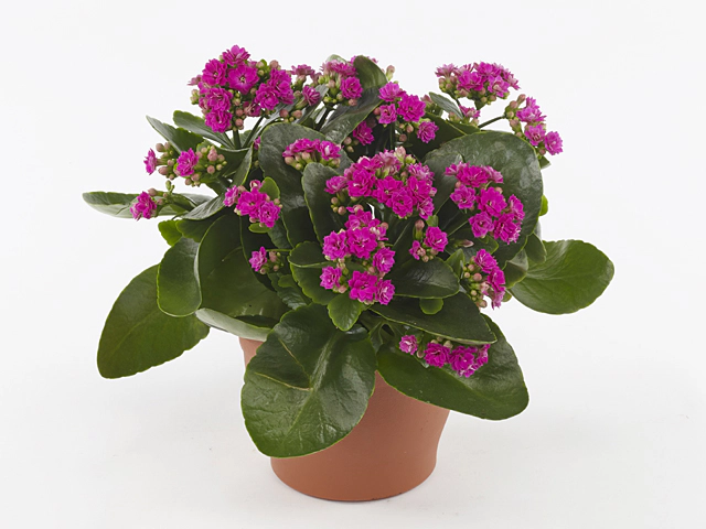 Kalanchoe blossfeldiana double Leonardo Purple