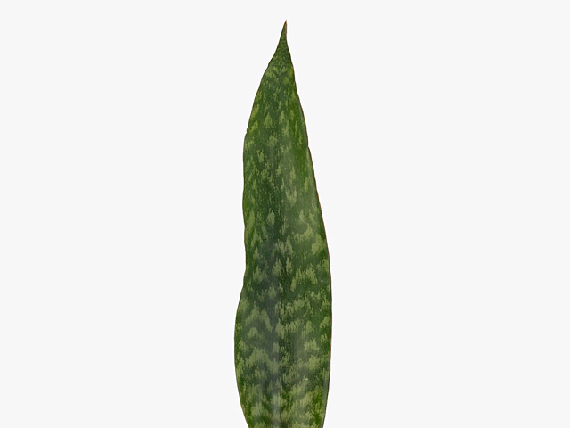 Sansevieria kirkii