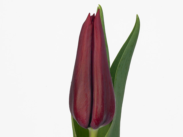 Тюльпан Триумф "Hong Kong"