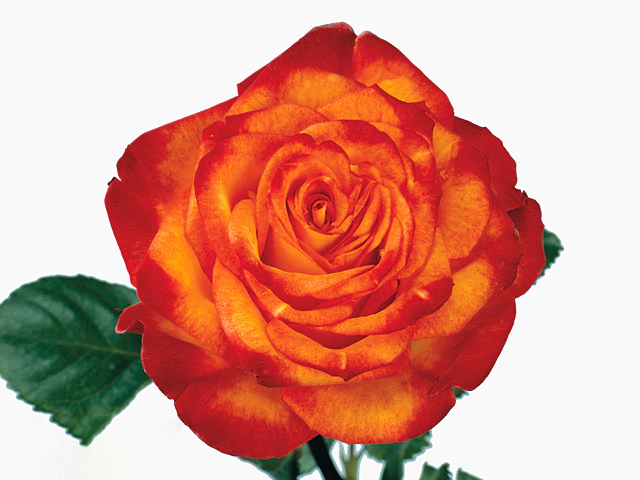 Rosa small flowered Circus (outside)