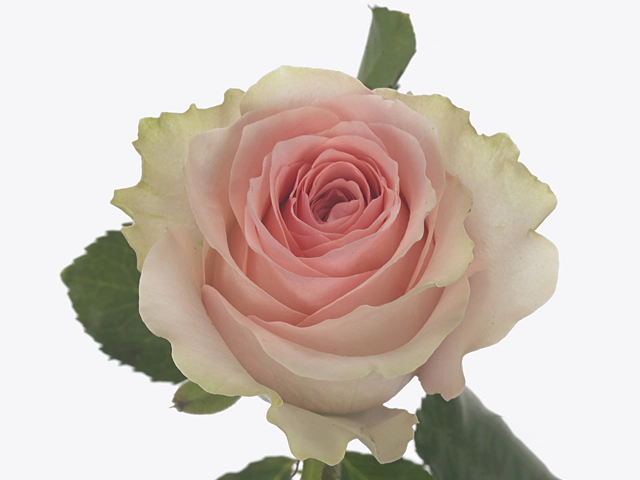 Роза крупноцветковая "Toujours"