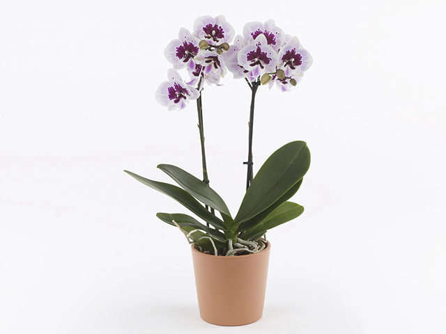 Phalaenopsis Lioulin Hot Lip Hot Lip