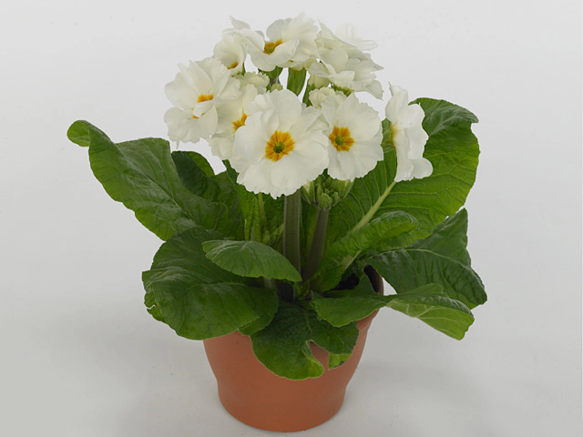 Primula (Elatior Grp) 'Sibel Weiss'