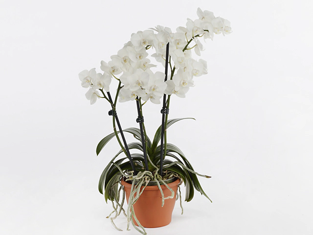 Phalaenopsis Multifloratypes Floriclone Ghost Rider