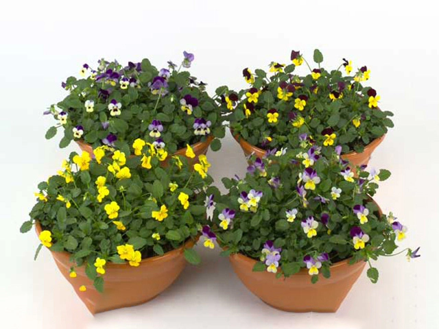 Viola (Cornuta Grp) Endurio F1 mixed