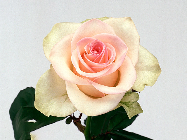 Роза крупноцветковая "Fedora"