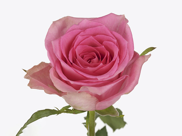 Роза крупноцветковая "Smoothie"