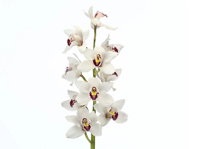 Цимбидиум крупноцветковый "Vivian Mors"