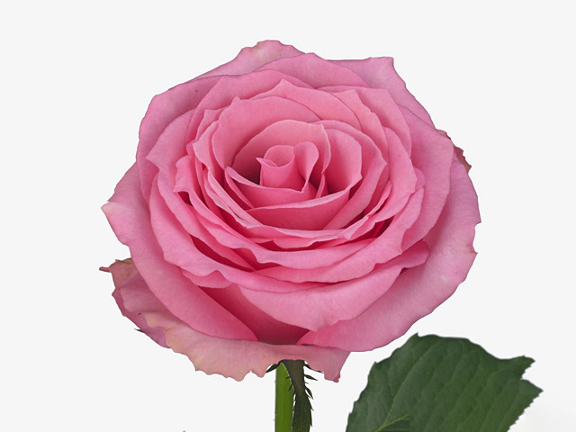 Rosa large flowered I-Pink