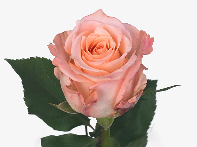 Rosa large flowered Byblos