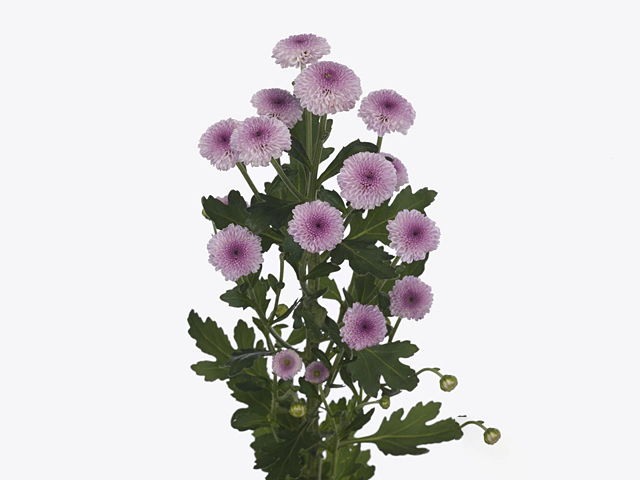 Chrysanthemum (Indicum Grp) spray santini Smartie Pink