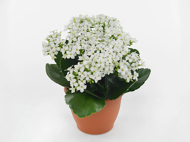 Kalanchoe blossfeldiana single Snovit White