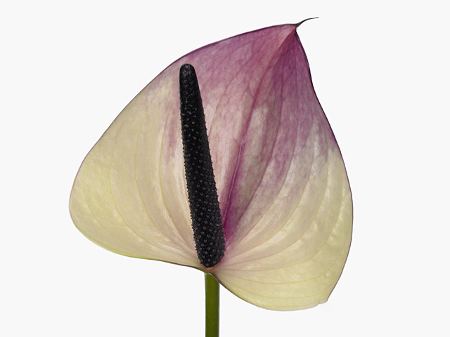 Anthurium (Andreanum Grp) Maxima Violeta
