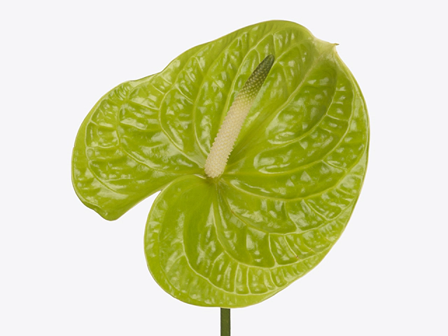 Anthurium (Andreanum Grp) Grand Slam