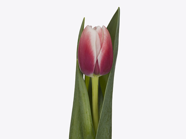 Tulipa Double Early Grp 'Voicemail'