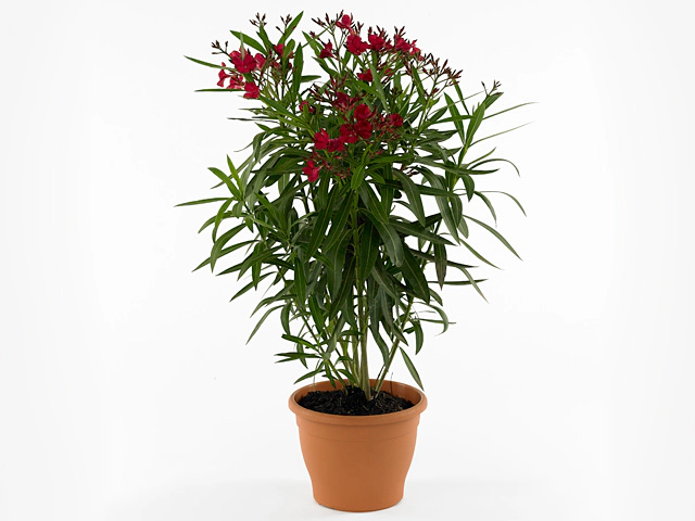 Nerium oleander Corazon Red
