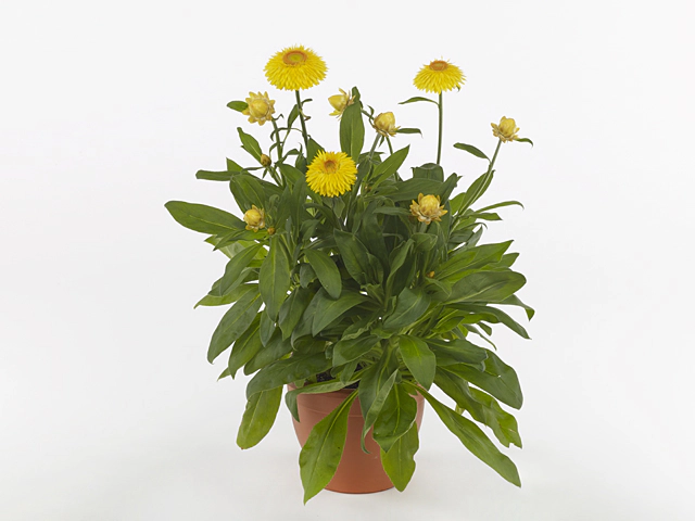 Xerochrysum bracteatum Granvia Gold