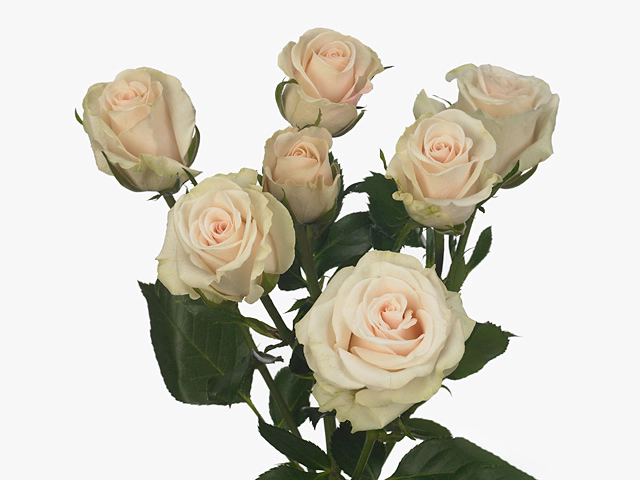Роза спрей "Royal Porcelina"