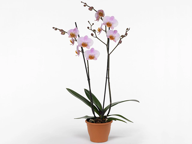 Phalaenopsis Anthura Chengdu