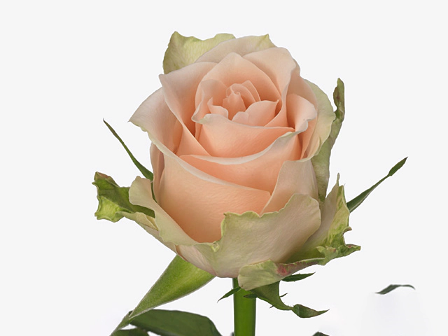 Роза крупноцветковая "So Sweet@"