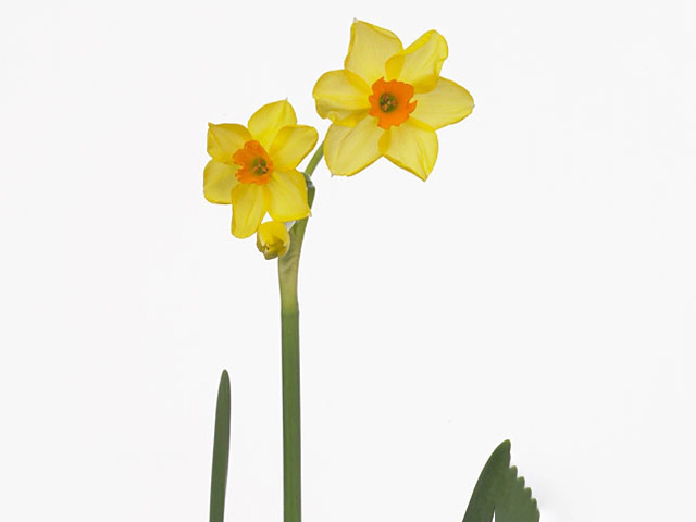Narcissus (Tazetta Grp) 'Martinette'