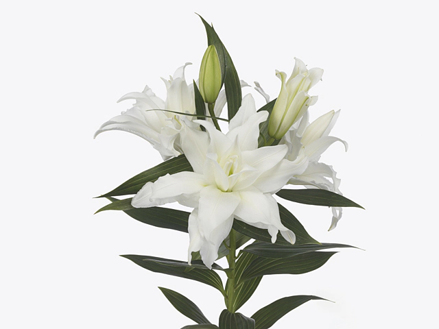 Lilium (Oriental Grp) double Roselily Tanya
