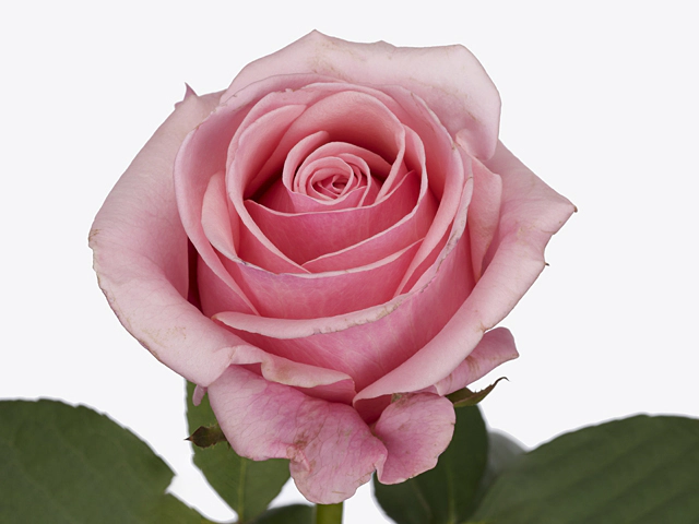Роза крупноцветковая "Bella Perez@"