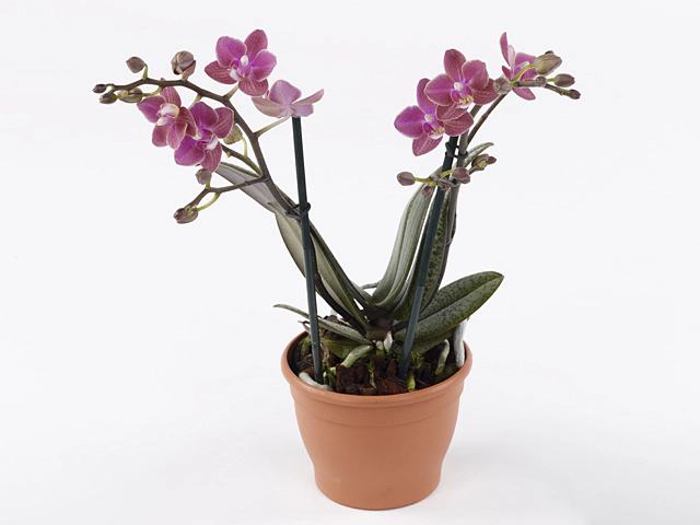 Phalaenopsis Multifloratypes Diffusion