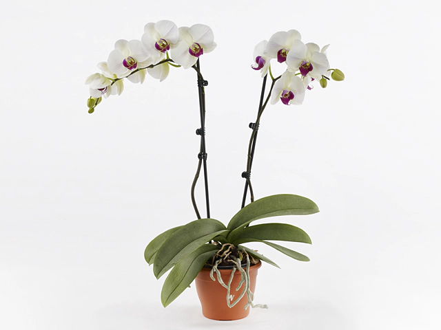 Phalaenopsis Floriclone Winterlove