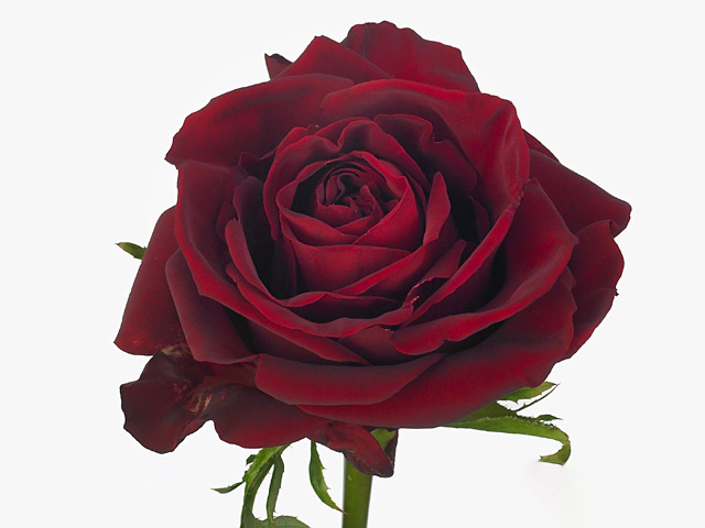 Роза крупноцветковая "Ever Red"