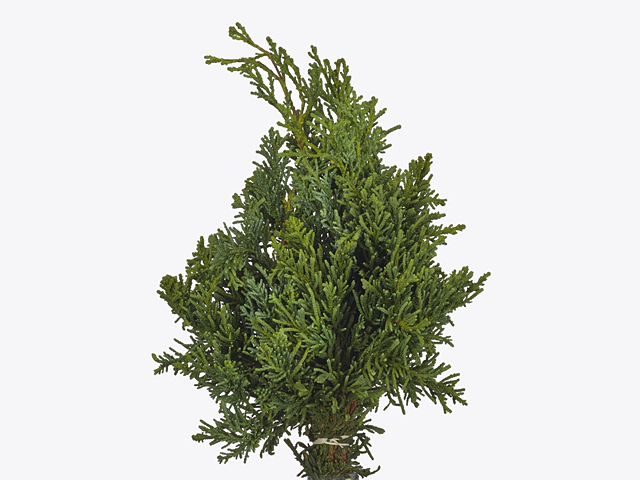 Chamaecyparis obtusa 'Lycopodioides' per kilo