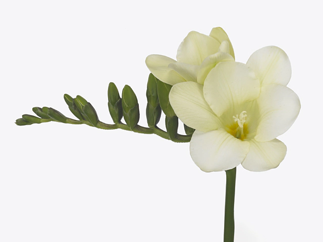 Freesia single flowered 'Avalanche'