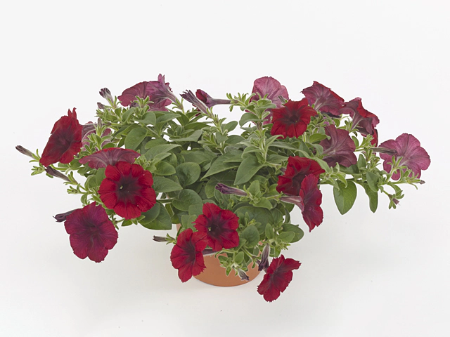 Petunia Easy Wave Red Velour