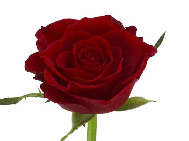 Rosa small flowered Heartbeat