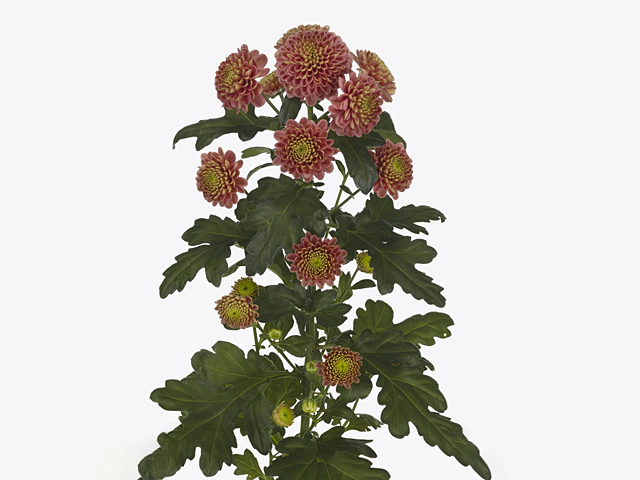 Chrysanthemum (Indicum Grp) spray santini Ellison Smokey