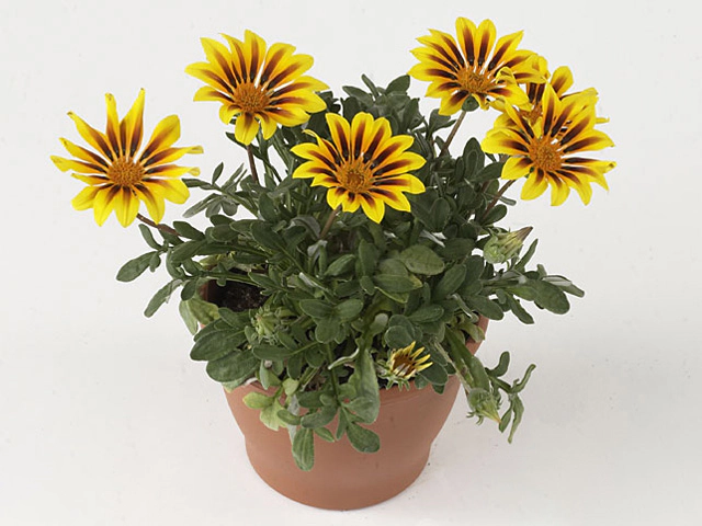 Gazania rigens 'Magic'