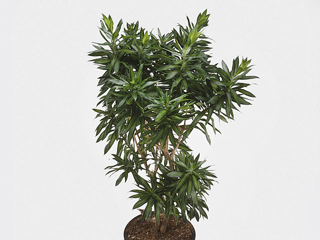 Dracaena reflexa 'Song of Jamaica'