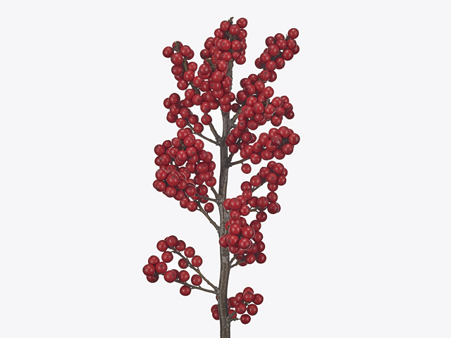 Ilex verticillata Magical Crimson