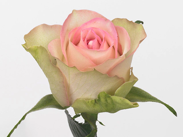 Rosa large flowered De Ruiter's Lovely Jewel