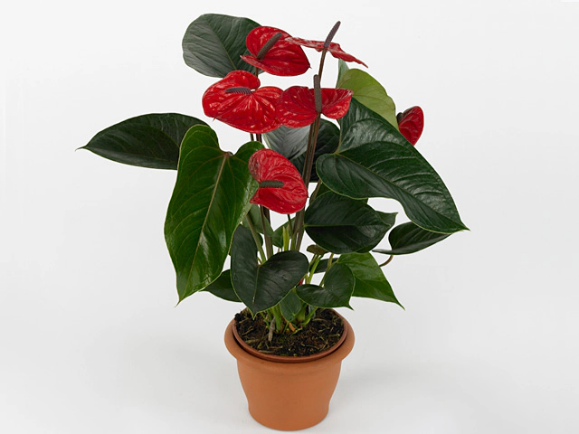 Anthurium (Andreanum Grp) Bugatti Veyron