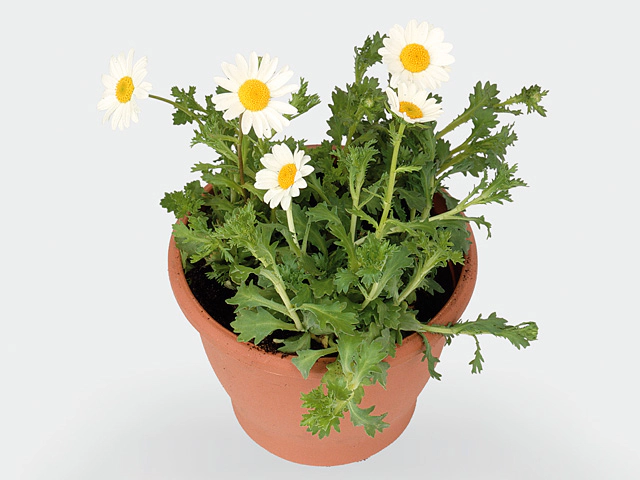 Chrysanthemum paludosum