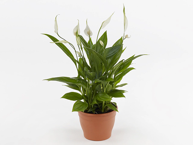 Spathiphyllum 'Korto'