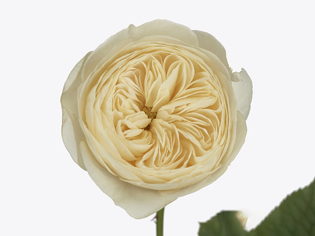 Роза крупноцветковая "Nona!"