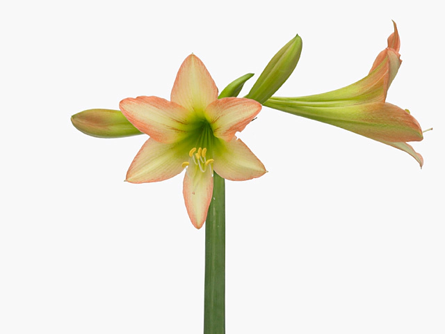 Hippeastrum (Colibri Grp) 'Tia Maria'