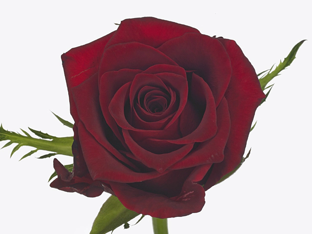 Роза крупноцветковая "Red Lion"