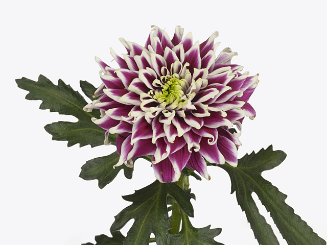 Chrysanthemum (Indicum Grp) disbudded Typhoon