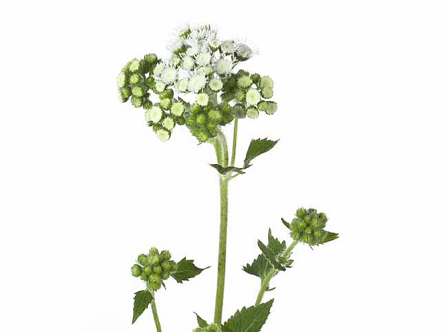 Ageratum houstonianum 'Forever White'