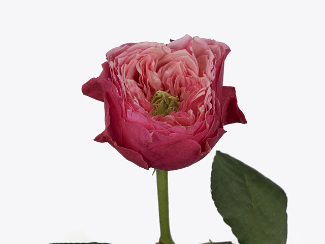 Роза крупноцветковая "Cerise Vuvuzela"