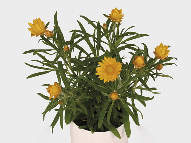 Xerochrysum bracteatum